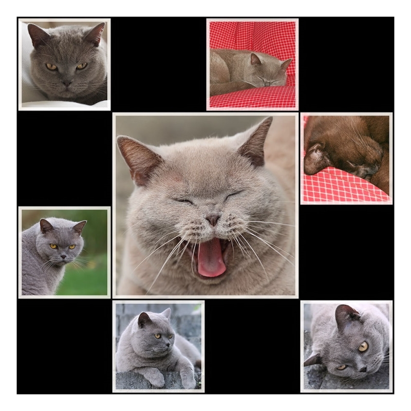 Kater-Collage