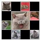 Kater-Collage