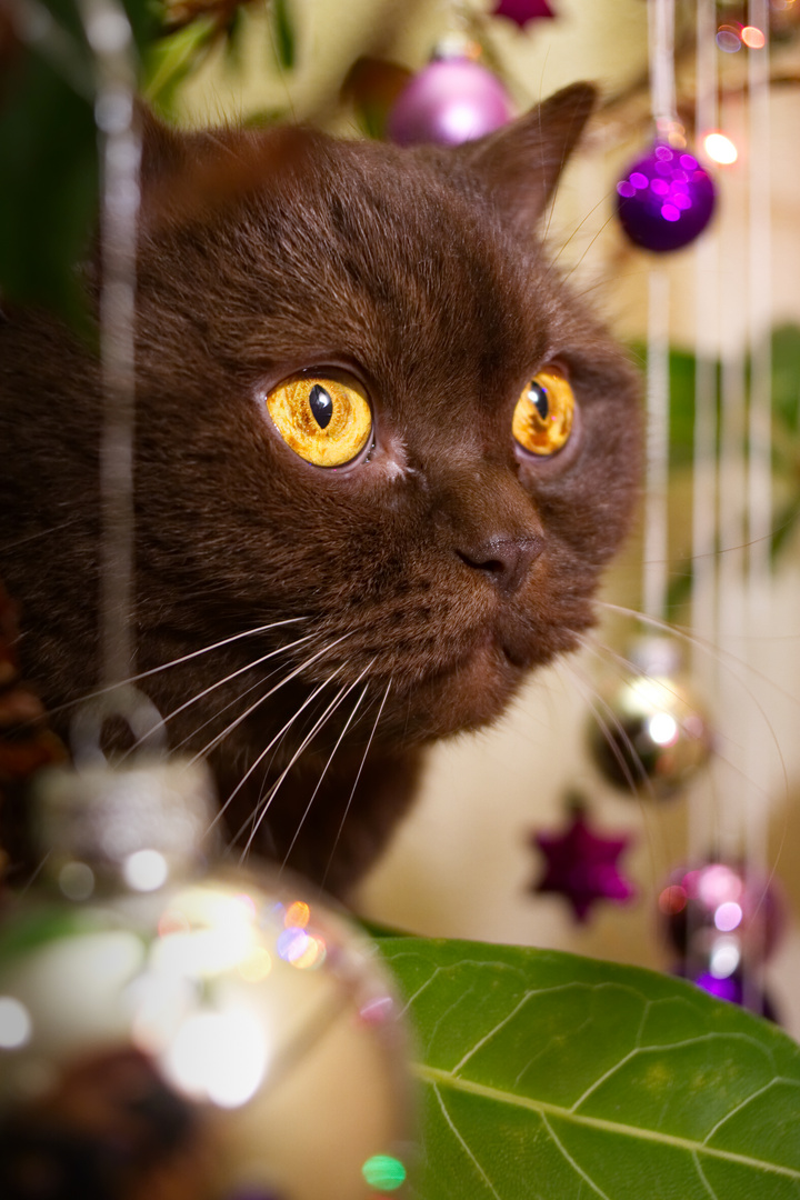 Kater Conrad in Weihnachtsstimmung