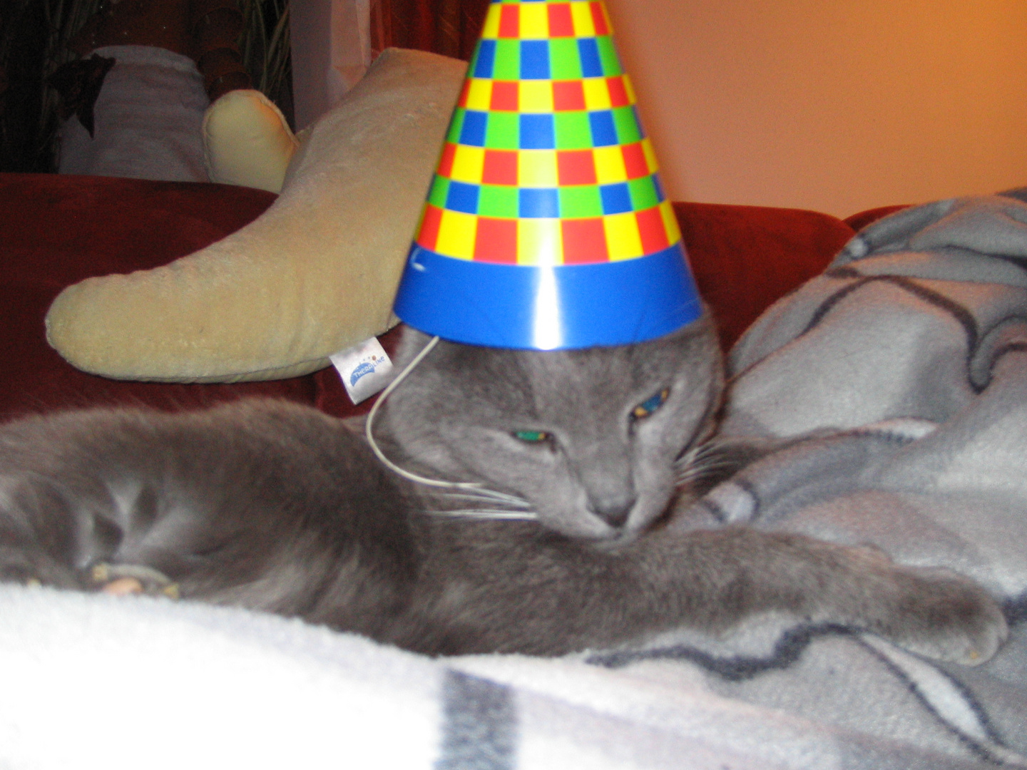 Kater danach Foto & Bild | quatsch, fun und rätselecke, humorvolle bilder mit texten, spezial ...