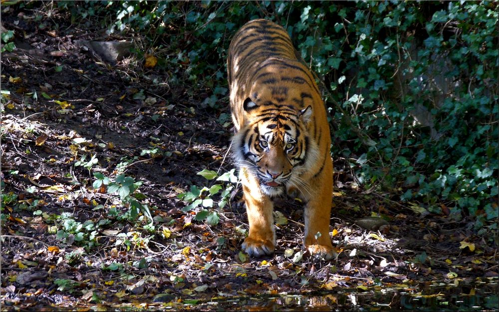 Kater Djhala am 19 Oktober 2014 im Augsburger Zoo