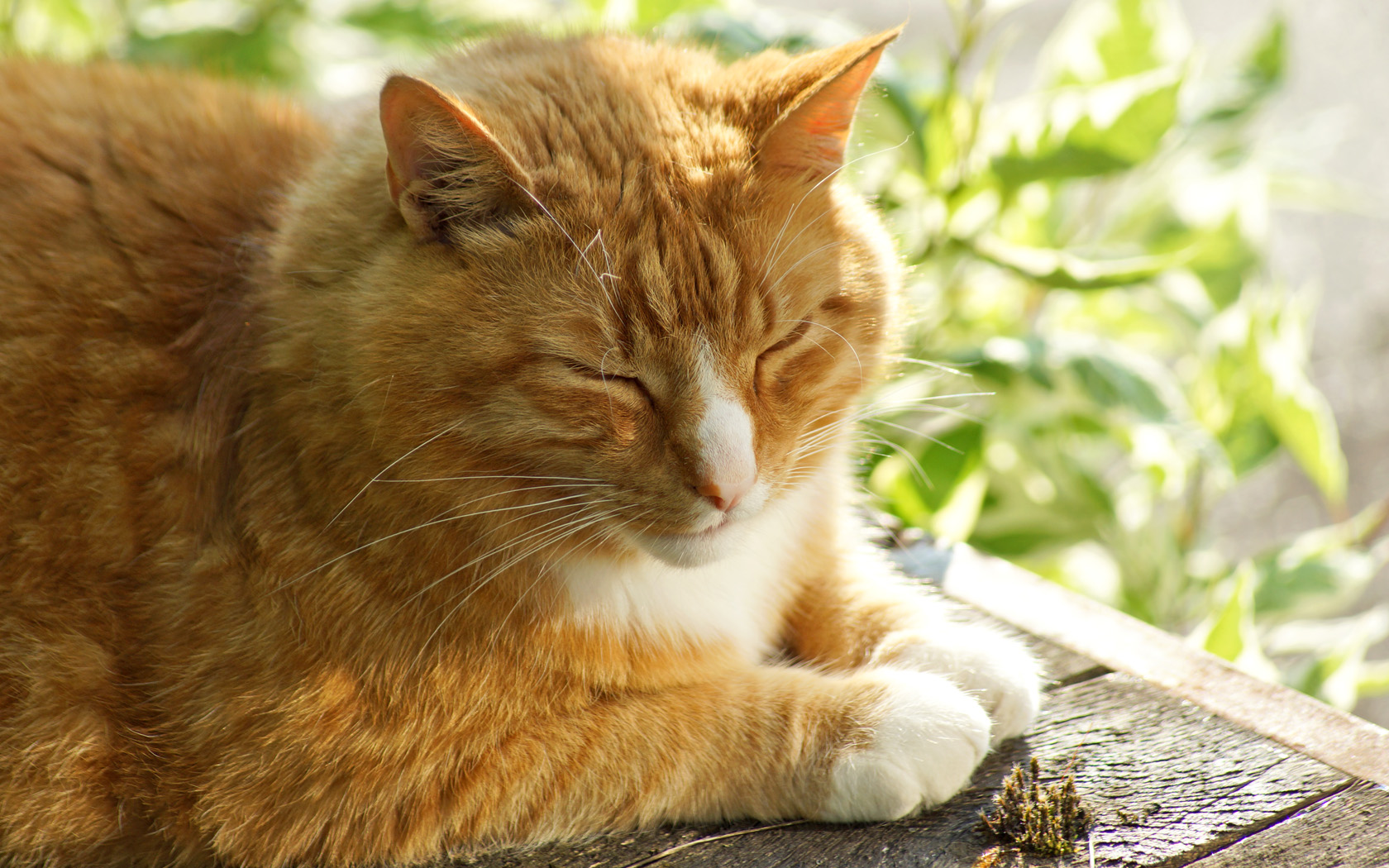 Kater döst in der Morgensonne