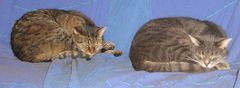 Kater-Doppelpack