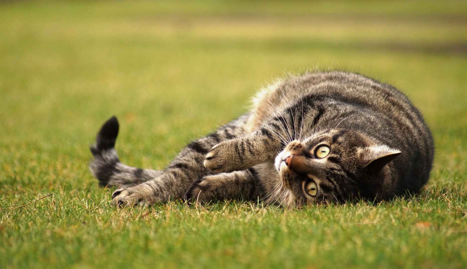 Kater Foto & Bild | natur Bilder auf fotocommunity