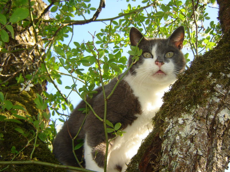 Kater Edi wird sich doch wohl nicht getrauen....