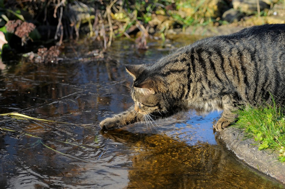 Kater erprobt den gefrorenen Teich