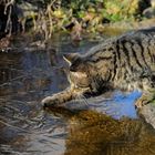 Kater erprobt den gefrorenen Teich