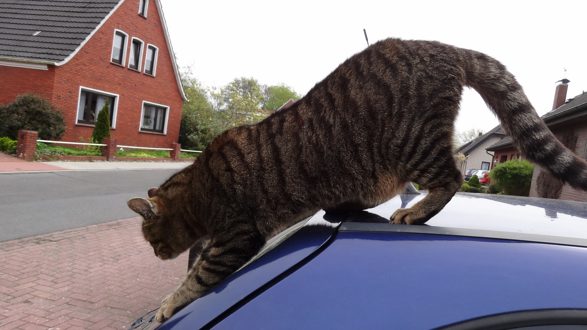 Kater Felix 4