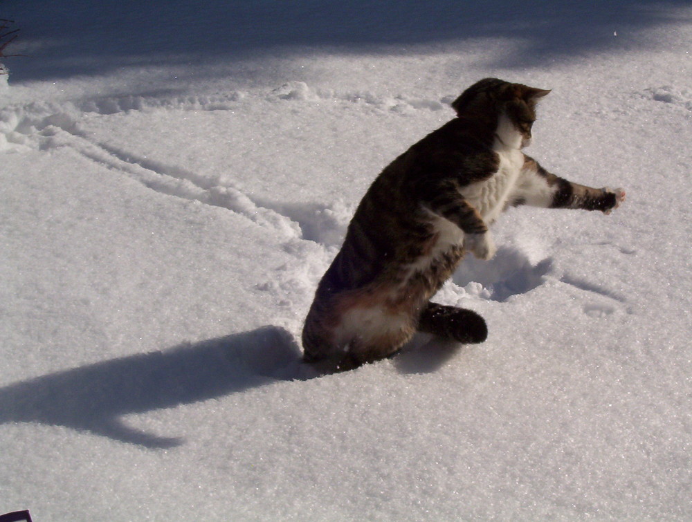 Kater Felix-Attacke im Schnee