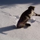 Kater Felix-Attacke im Schnee