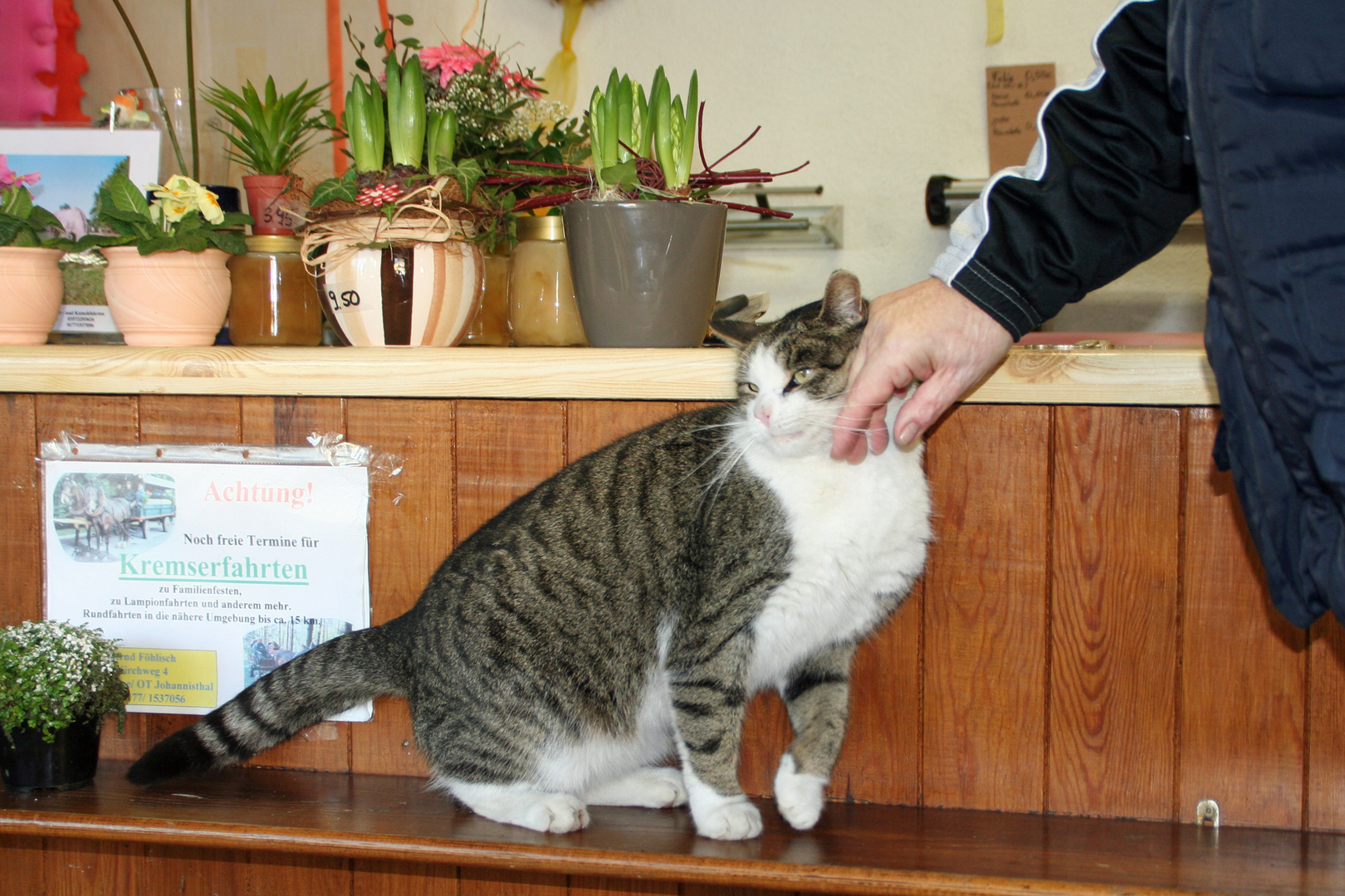 Kater Felix aus dem Blumenladen