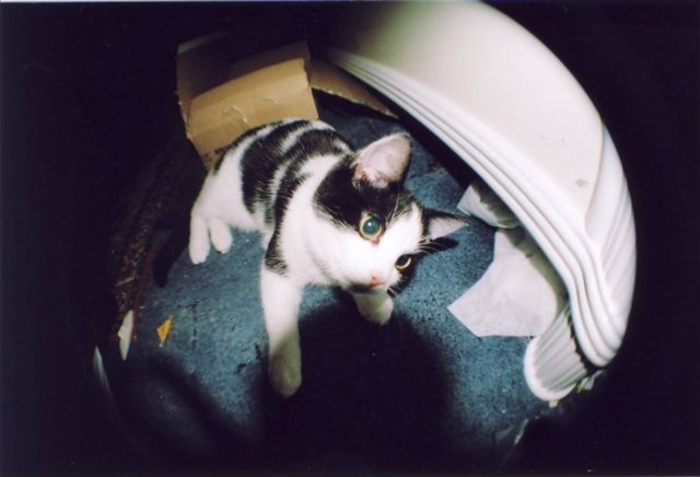 Kater + Fisheye