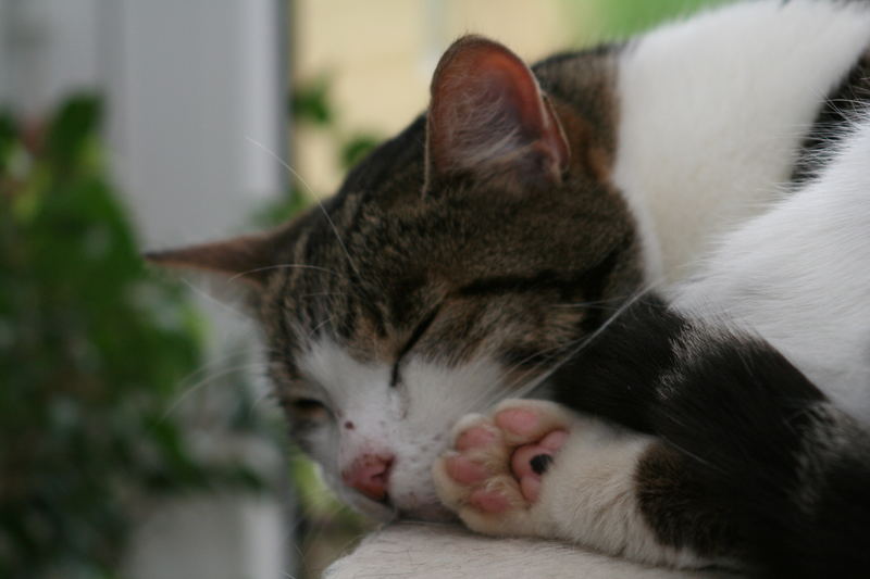 Kater Flönzi verschläft das schlechte Wetter