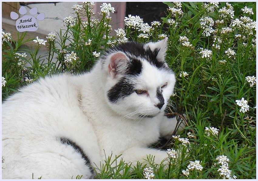 Kater Flori im Blumenbeet - 1