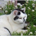 Kater Flori im Blumenbeet - 1