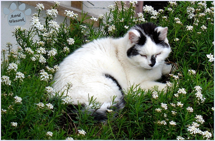 Kater Flori im Blumenbeet