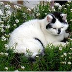 Kater Flori im Blumenbeet