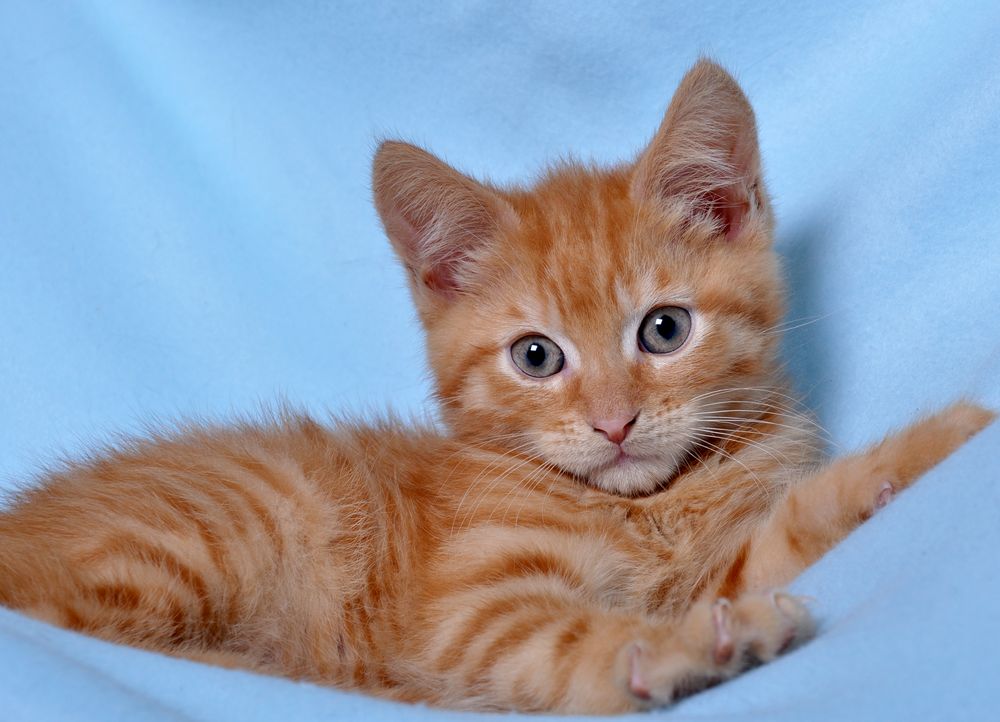 Kater Fritz Foto & Bild tiere, haustiere, katzen Bilder auf