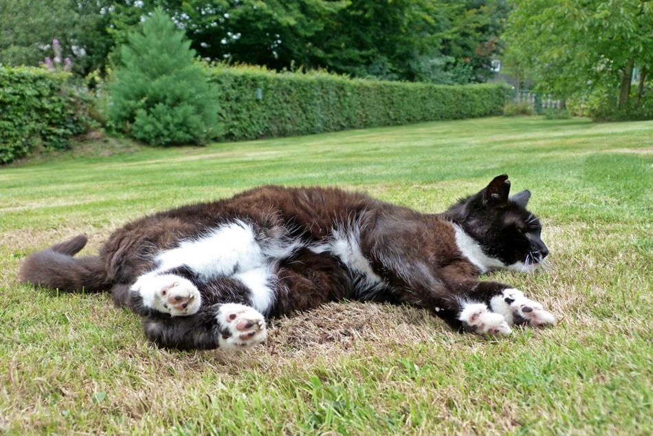 Kater Fritz genießt sein Altersruhesitz.