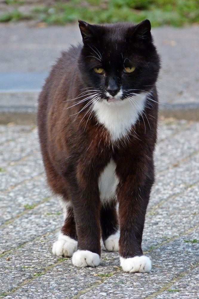 Kater Fritz ist von Fidel überhaupt nicht begeistert....