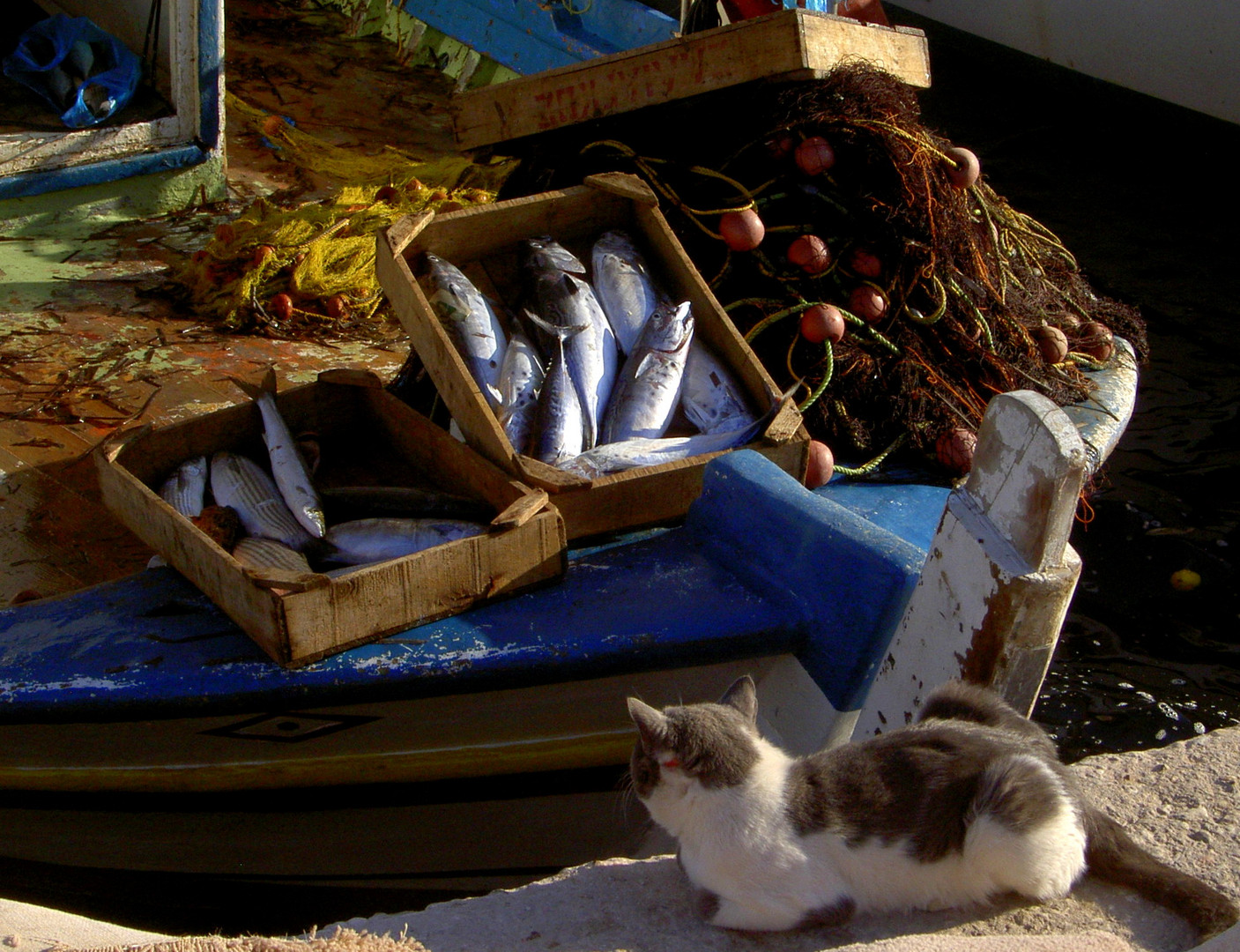 *Kater- Frühstück* Foto &amp; Bild | tiere, haustiere, katzen Bilder auf ...