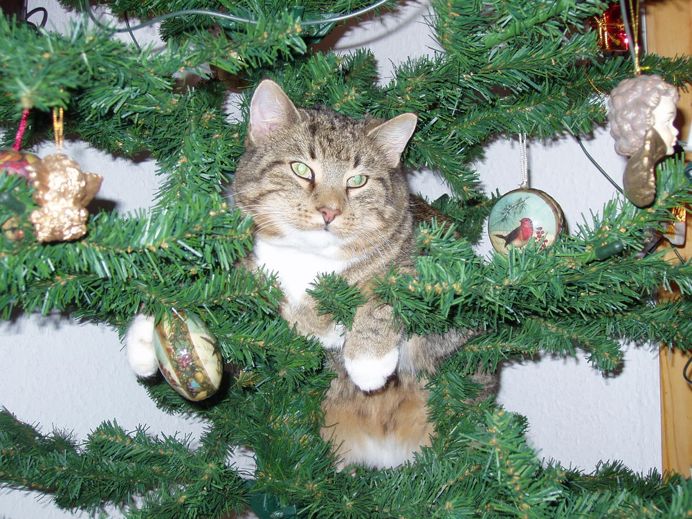 Kater fühlt sich wohl als Dekoration