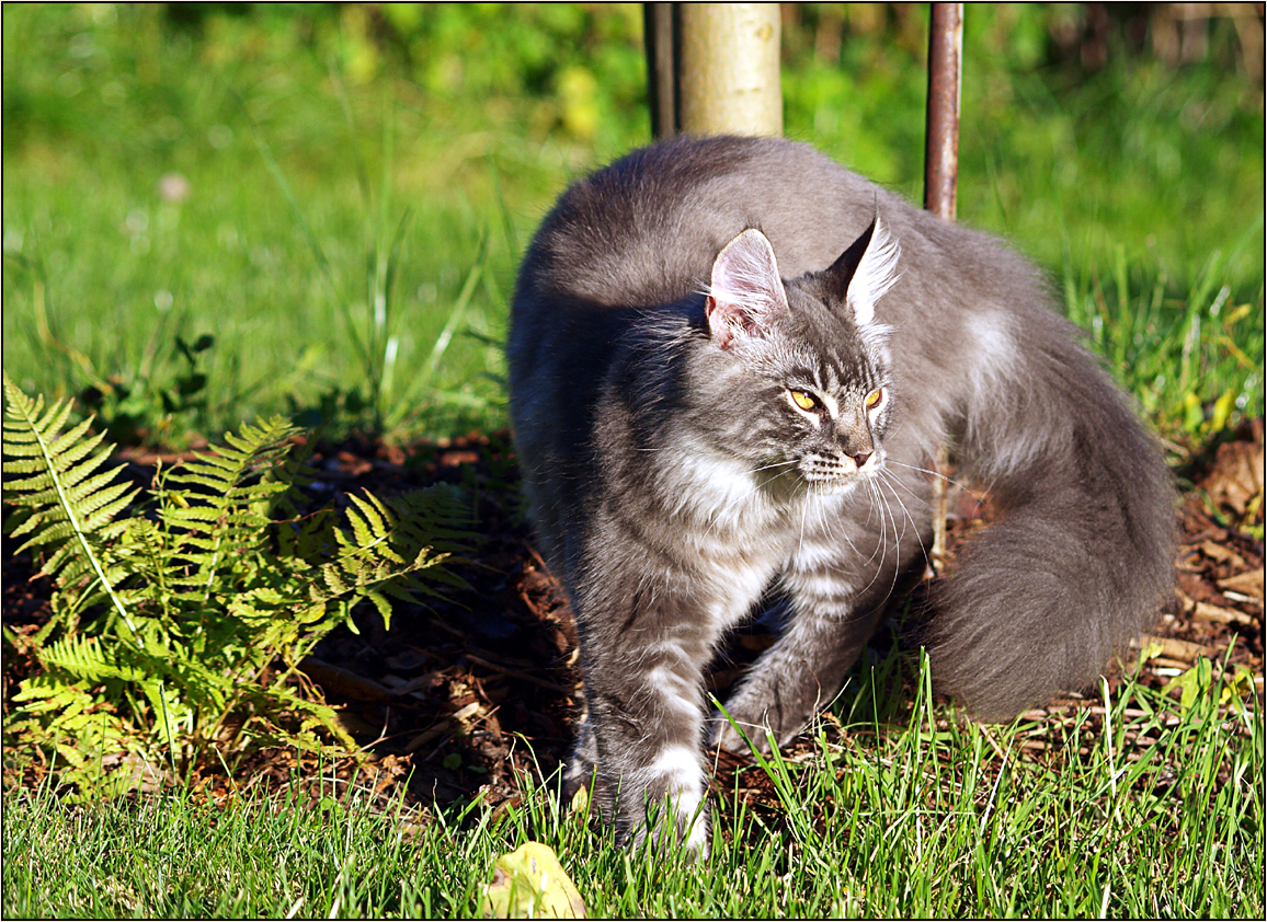 Kater Fussel schleicht durch den Garten.