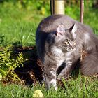 Kater Fussel schleicht durch den Garten.