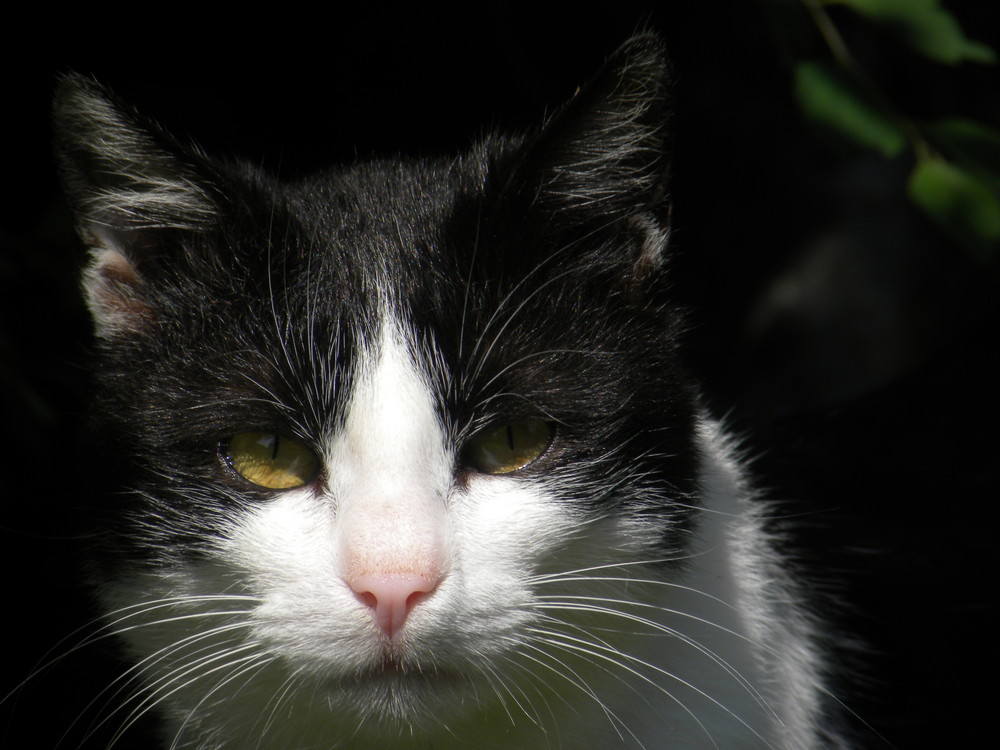 Kater Garfield