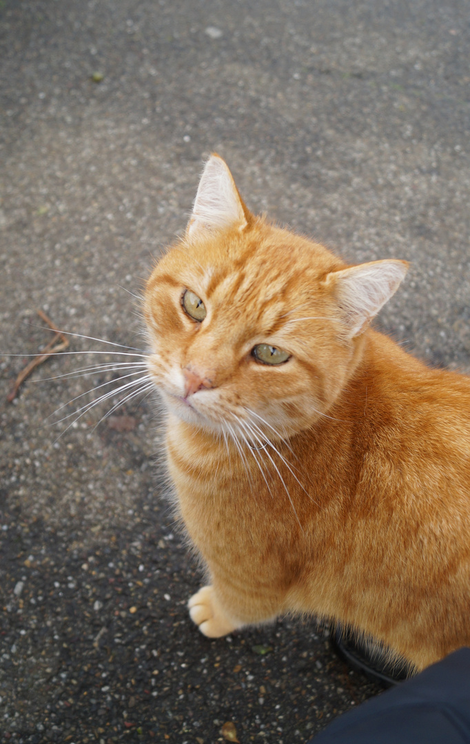 Kater Garfield