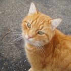 Kater Garfield