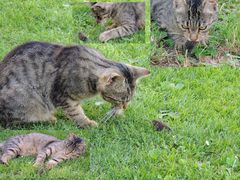 Kater gegen Maus