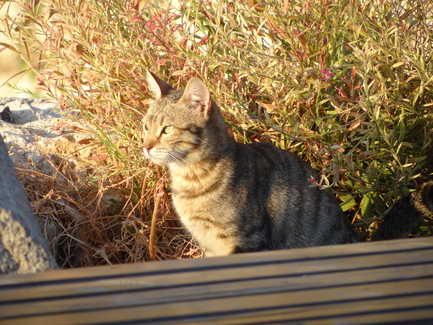 Kater genießt den Sonnenuntergang