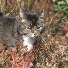 Kater genießt die Sonne!