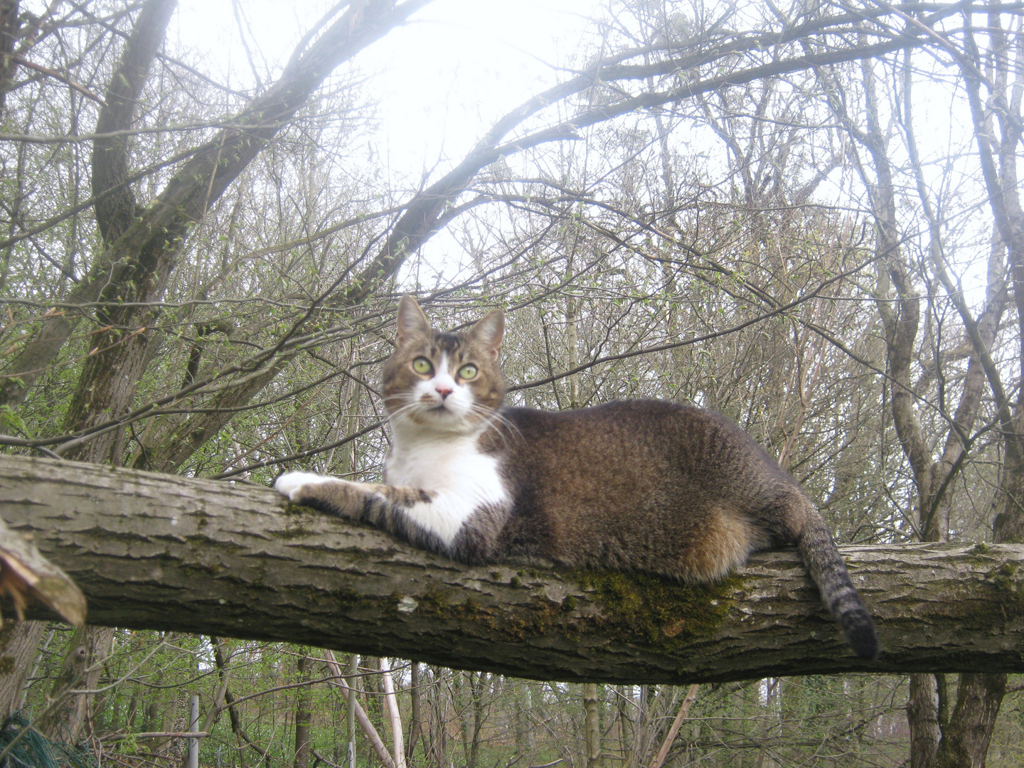 Kater Gepetto in seinem Revier