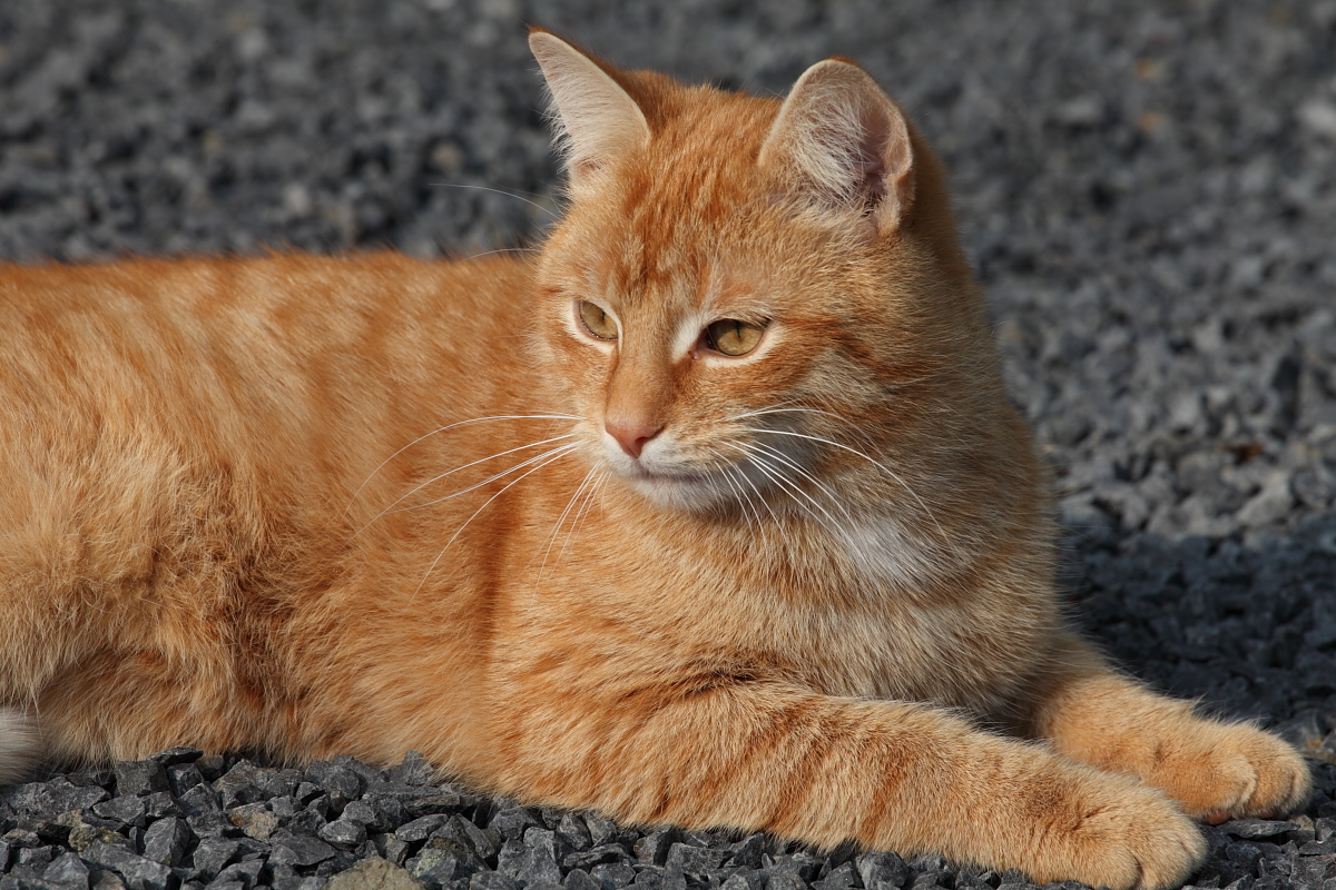 Kater Gisli von Stephan