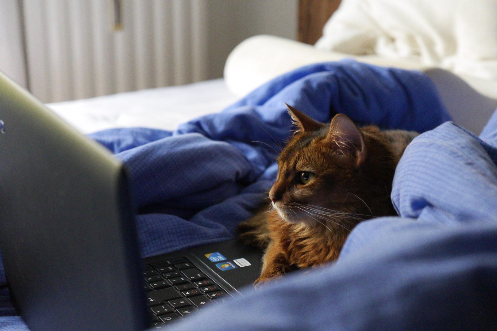 Kater guckt einen Film