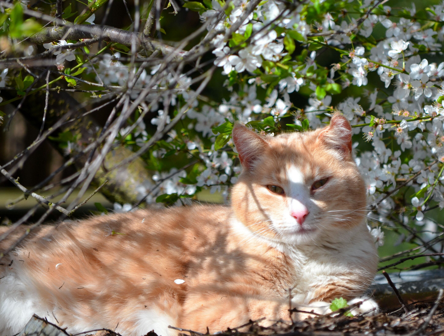 Kater Hansi träumt vom Frühling