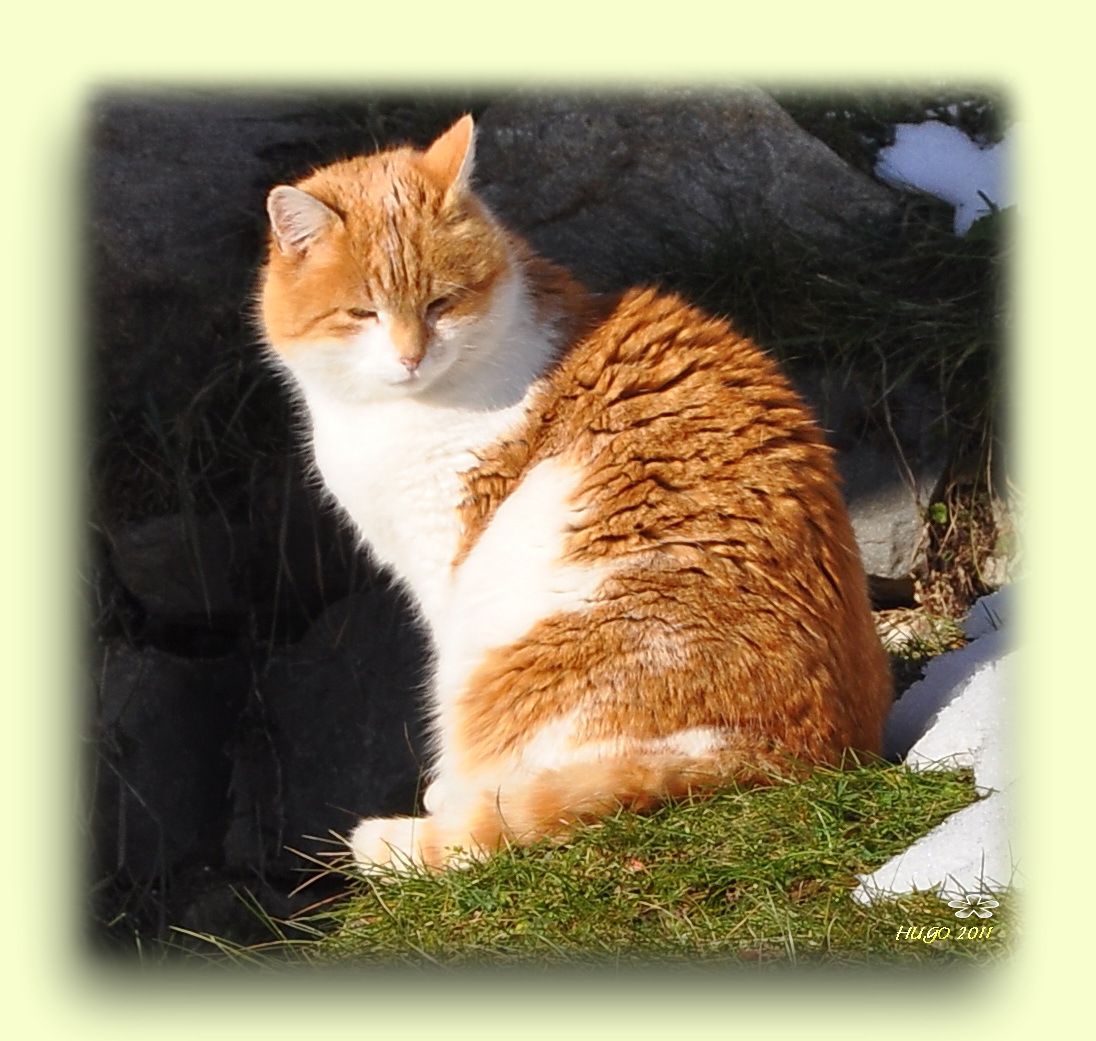 Kater 'hugo'