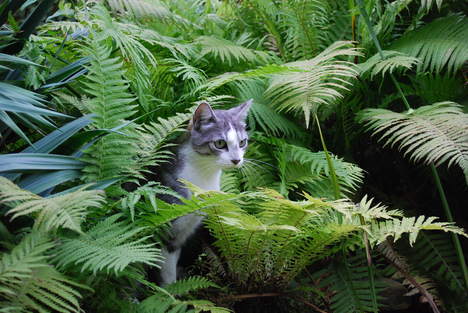 Kater im Farn