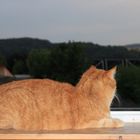 Kater im Fenster