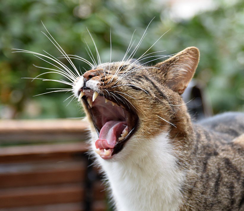 Kater im Garten