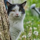 Kater im Garten