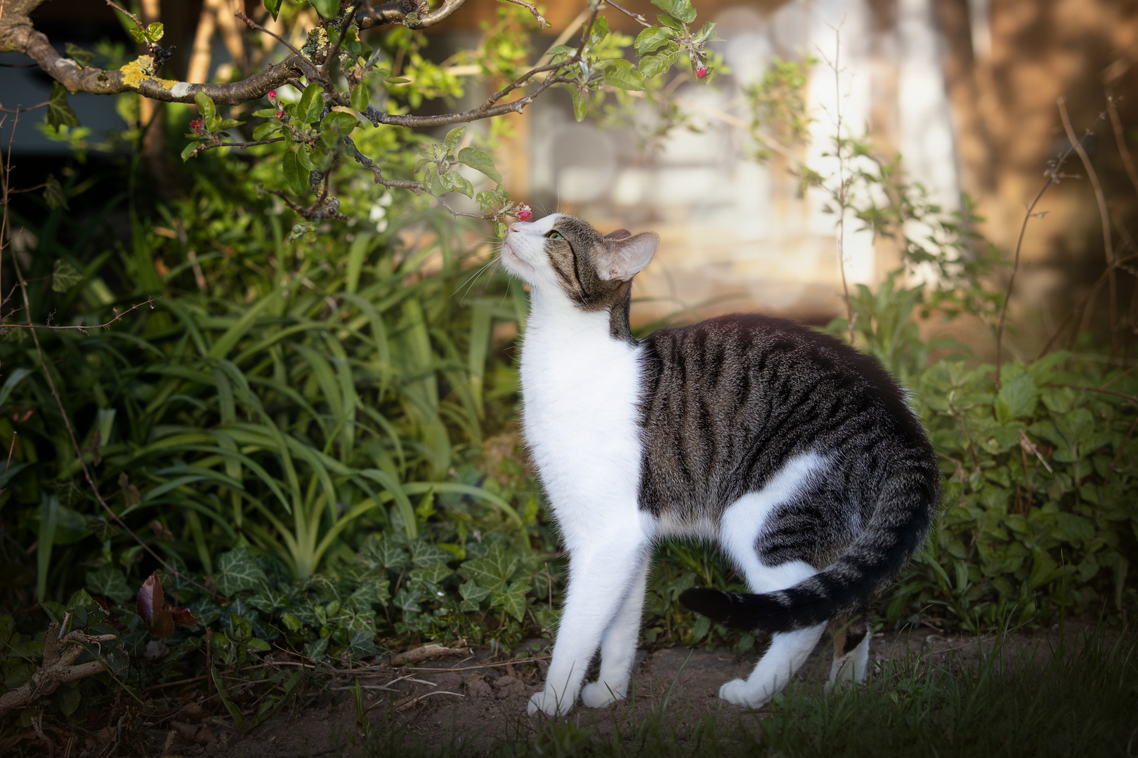 Kater im Garten