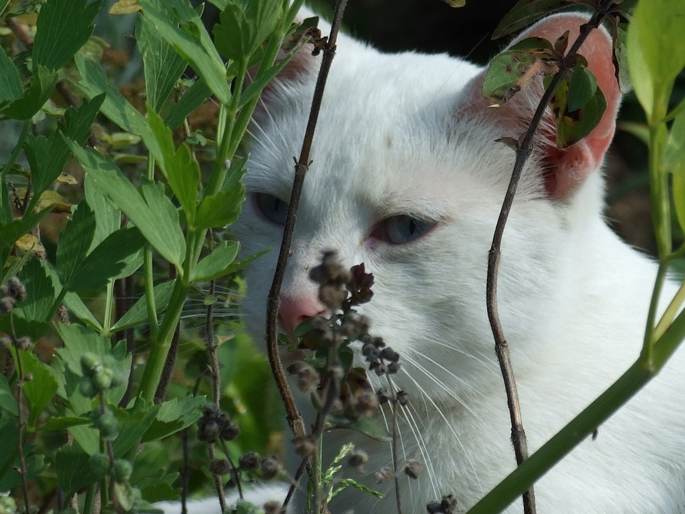 Kater im Glück