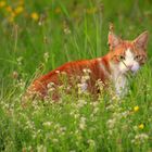 Kater im Gras