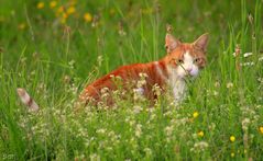 Kater im Gras