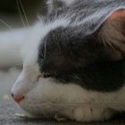 Kater im Halbschlaf auf der Terrasse