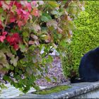 Kater im Herbst