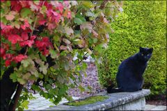 Kater im Herbst